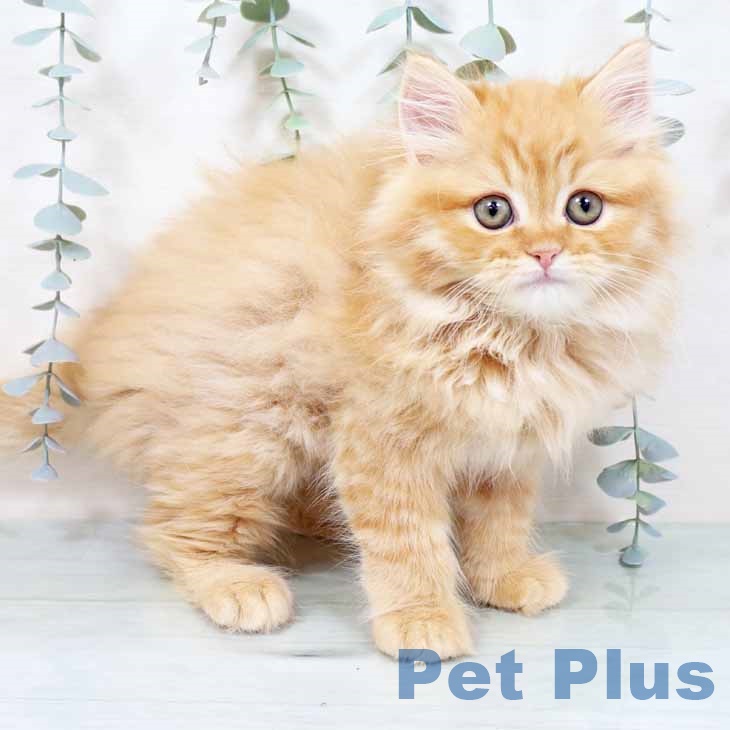 大阪府のラガマフィン (ペットプラス りんくう泉南店/2025年11月3日生まれ/男の子/レッドタビー)の子猫の1枚目の画像