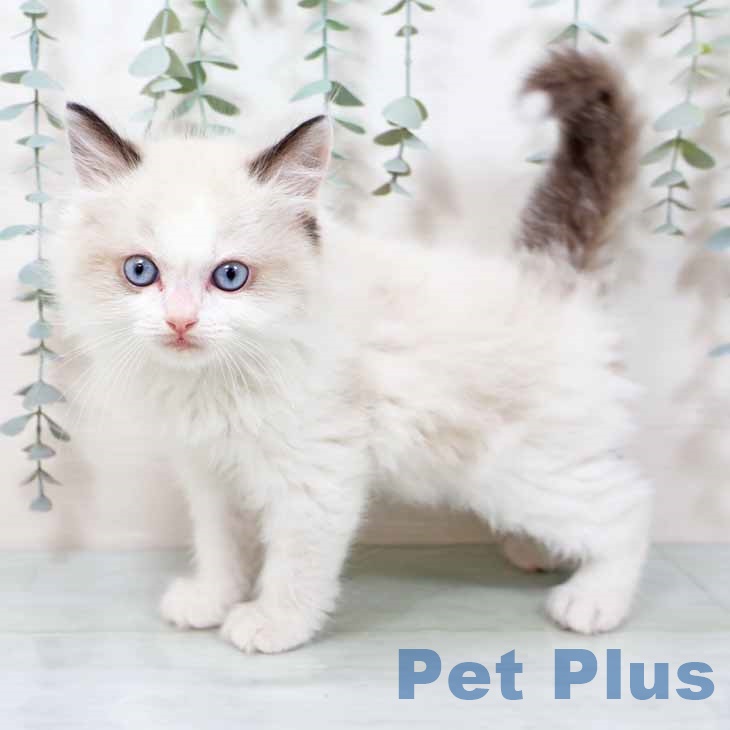 大阪府のラグドール (ペットプラス イオン大日店/2025年11月12日生まれ/男の子/シールポイントバイカラー)の子猫の1枚目の画像