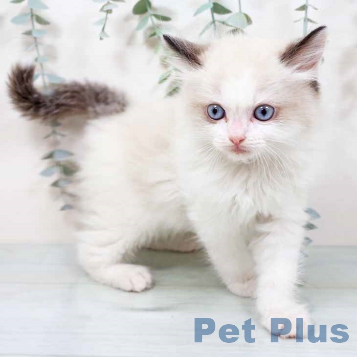 大阪府のラグドール (ペットプラス イオン大日店/2025年11月12日生まれ/男の子/シールポイントバイカラー)の子猫の2枚目の画像