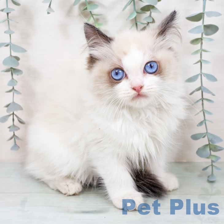 大阪府のラグドール (ペットプラス 鶴見店/2025年11月9日生まれ/女の子/シールポイントバイカラー)の子猫の1枚目の画像