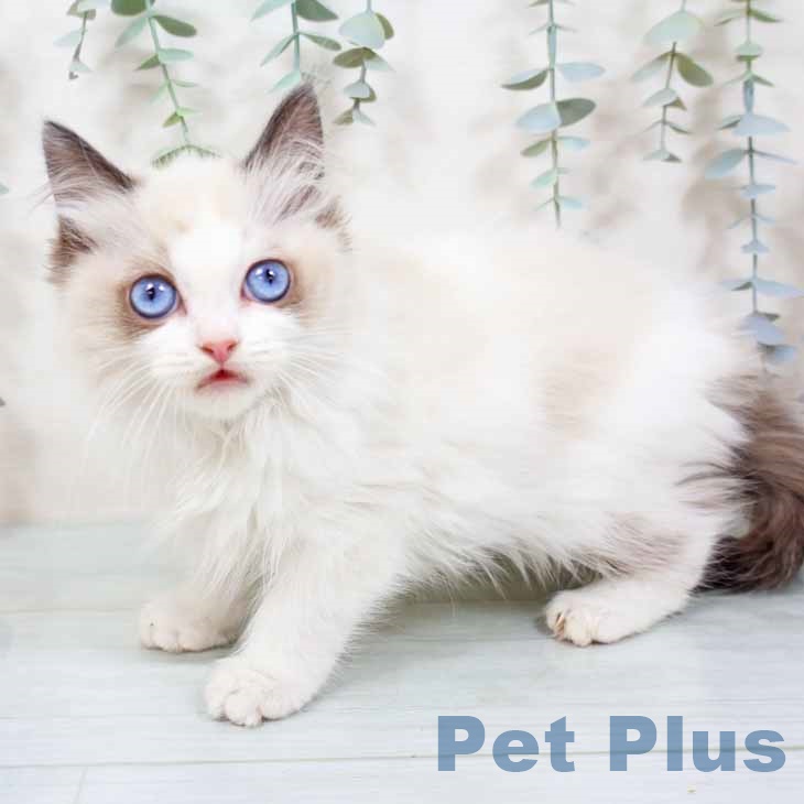 大阪府のラグドール (ペットプラス 鶴見店/2025年11月9日生まれ/女の子/シールポイントバイカラー)の子猫の2枚目の画像