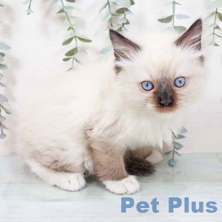 新潟県のラグドール (ペットプラス 新潟青山店/2025年11月12日生まれ/男の子/シールポイントミテッド)の子猫の1枚目の画像