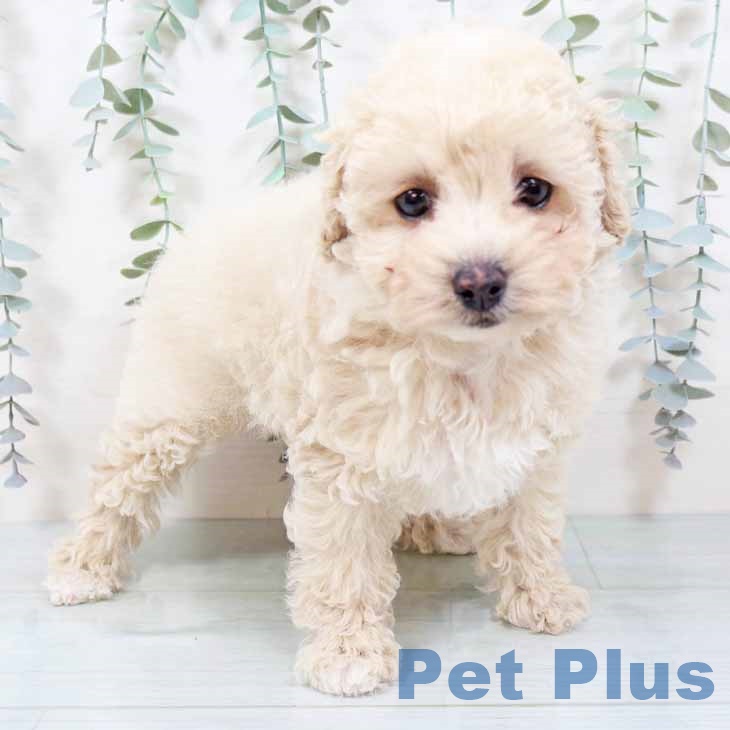 大阪府のトイプードル(トイ) (ペットプラス りんくう泉南店/2025年11月12日生まれ/女の子/クリーム)の子犬の1枚目の画像
