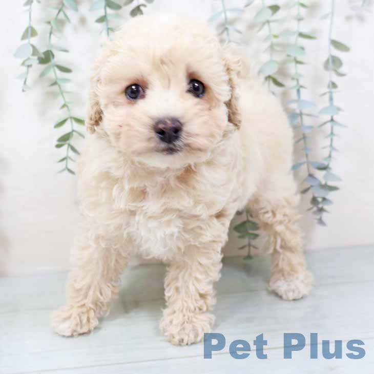 大阪府のトイプードル(トイ) (ペットプラス りんくう泉南店/2025年11月12日生まれ/女の子/クリーム)の子犬の2枚目の画像