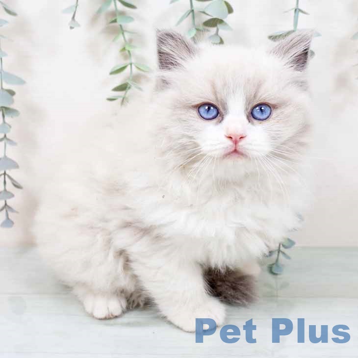 京都府のラグドール (ペットプラス 久御山店/2025年11月12日生まれ/男の子/ブルーポイントバイカラー)の子猫の1枚目の画像
