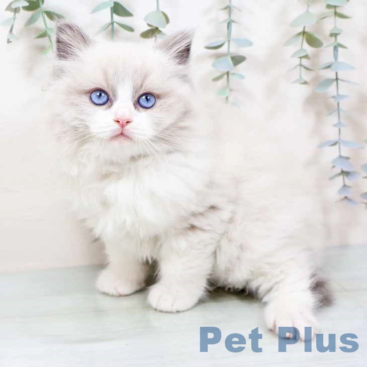 京都府のラグドール (ペットプラス 久御山店/2025年11月12日生まれ/男の子/ブルーポイントバイカラー)の子猫の2枚目の画像