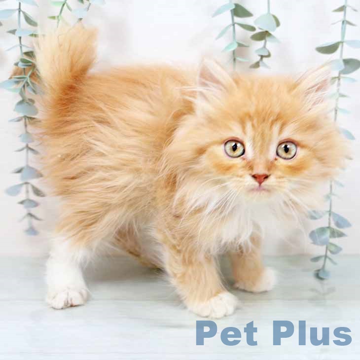 京都府のラガマフィン (ペットプラス イオンモールKYOTO店/2025年10月28日生まれ/男の子/レッドタビー)の子猫の1枚目の画像