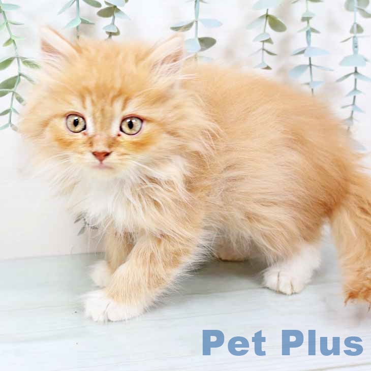 京都府のラガマフィン (ペットプラス イオンモールKYOTO店/2025年10月28日生まれ/男の子/レッドタビー)の子猫の2枚目の画像