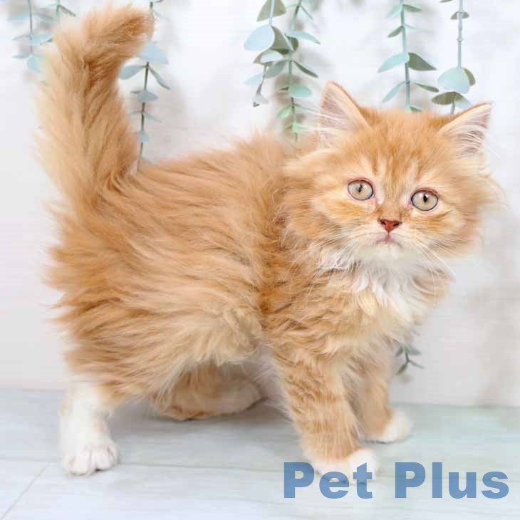 奈良県のラガマフィン (ペットプラス 大和郡山店/2025年10月28日生まれ/女の子/レッドタビーホワイト)の子猫の1枚目の画像