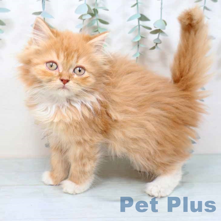 奈良県のラガマフィン (ペットプラス 大和郡山店/2025年10月28日生まれ/女の子/レッドタビーホワイト)の子猫の2枚目の画像