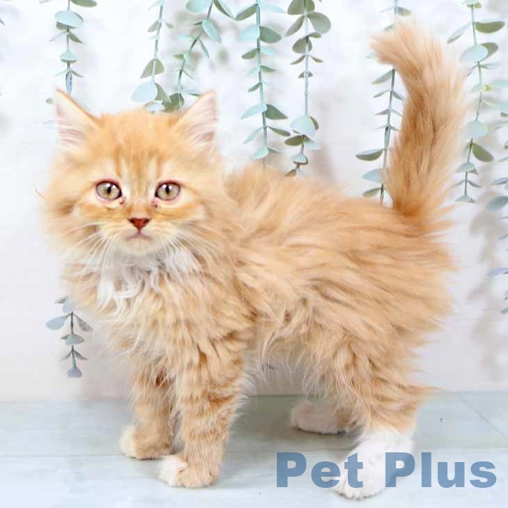 京都府のラガマフィン (ペットプラス 京都桂川店/2025年10月28日生まれ/女の子/レッドタビーホワイト)の子猫の1枚目の画像