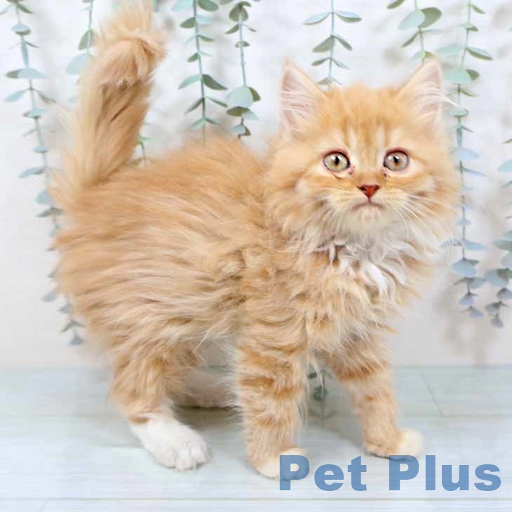 京都府のラガマフィン (ペットプラス 京都桂川店/2025年10月28日生まれ/女の子/レッドタビーホワイト)の子猫の2枚目の画像