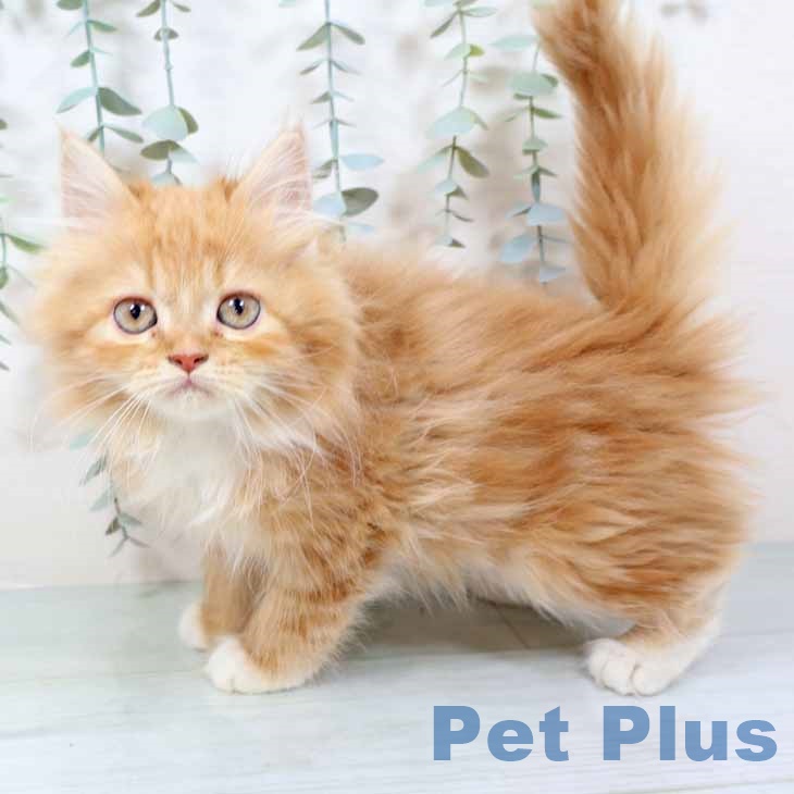 大阪府のラガマフィン (ペットプラス 大阪ドームシティ店/2025年10月28日生まれ/女の子/レッドタビーホワイト)の子猫の1枚目の画像