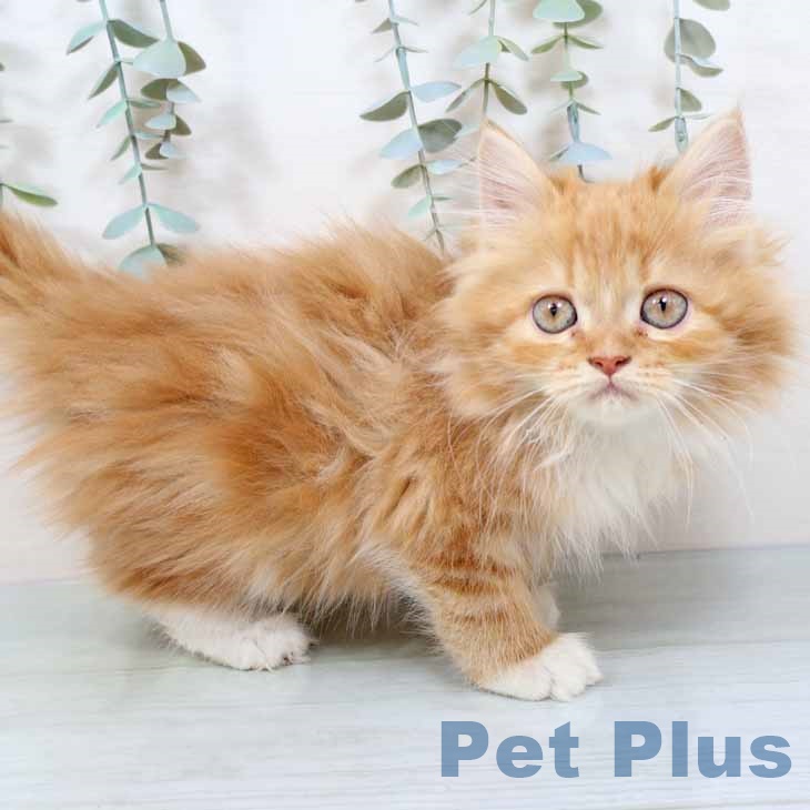 大阪府のラガマフィン (ペットプラス 大阪ドームシティ店/2025年10月28日生まれ/女の子/レッドタビーホワイト)の子猫の2枚目の画像