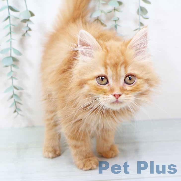 大阪府のラガマフィン (ペットプラス イオン大日店/2025年10月28日生まれ/女の子/レッドタビー)の子猫の2枚目の画像
