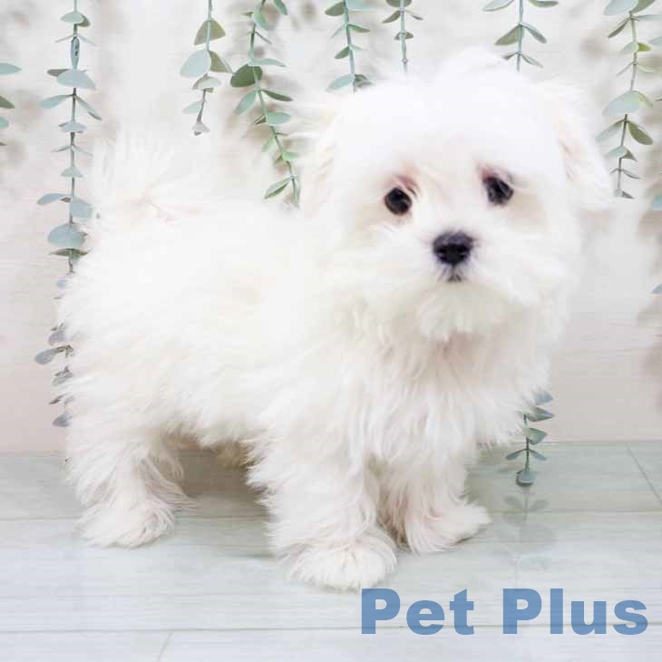 新潟県のマルチーズ (ペットプラス 新潟南店/2025年10月21日生まれ/女の子/ホワイト)の子犬の1枚目の画像