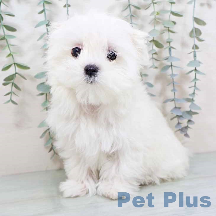 新潟県のマルチーズ (ペットプラス 新潟南店/2025年10月21日生まれ/女の子/ホワイト)の子犬の2枚目の画像