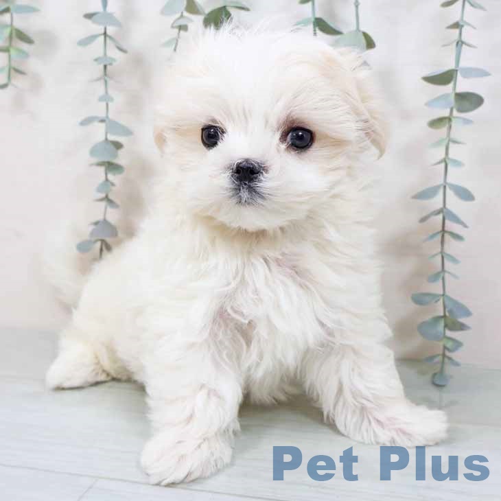 奈良県のマルチーズ (ペットプラス 大和郡山店/2025年11月9日生まれ/男の子/ホワイト)の子犬の2枚目の画像
