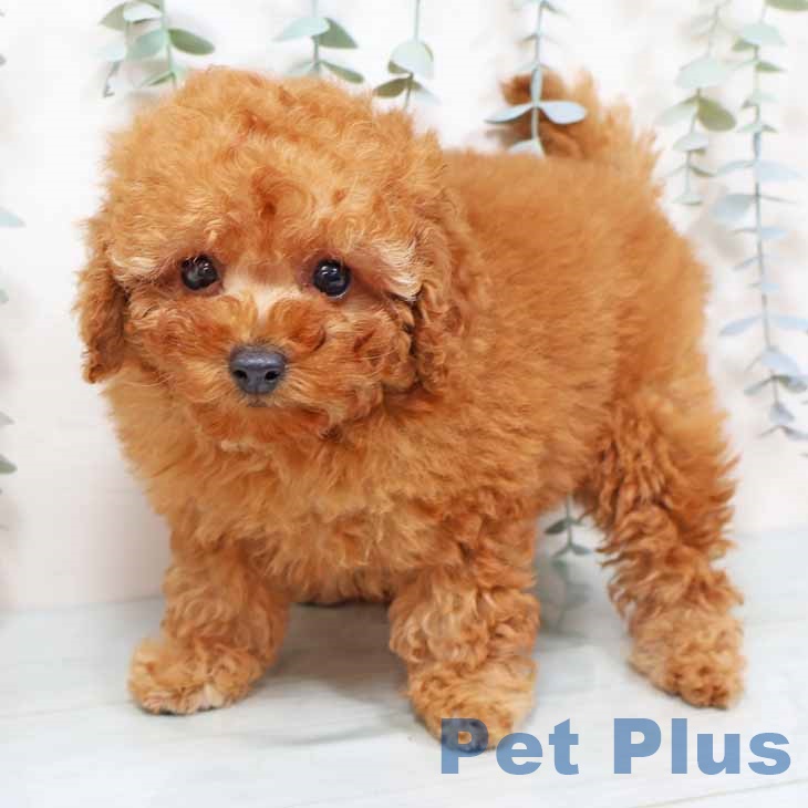 新潟県のトイプードル(トイ) (ペットプラス 新潟南店/2025年11月11日生まれ/女の子/アプリコット)の子犬の1枚目の画像