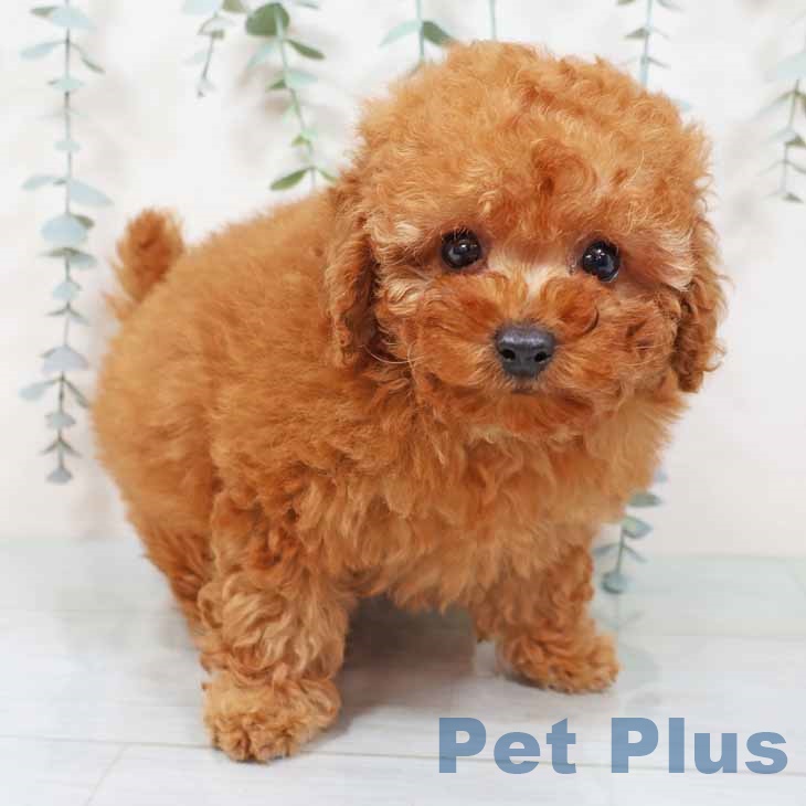 新潟県のトイプードル(トイ) (ペットプラス 新潟南店/2025年11月11日生まれ/女の子/アプリコット)の子犬の2枚目の画像