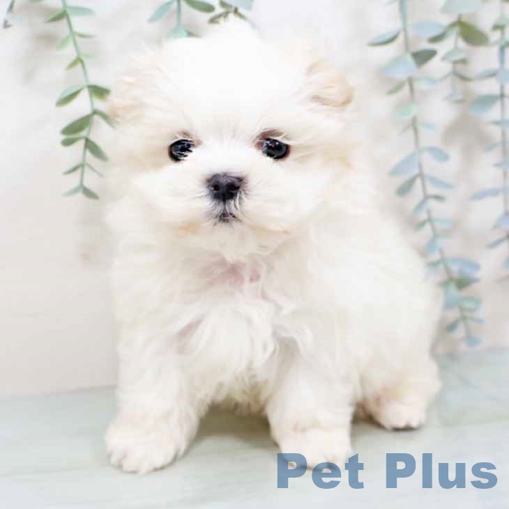 大阪府のマルチーズ (ペットプラス 大阪ドームシティ店/2025年11月12日生まれ/男の子/ホワイト)の子犬の2枚目の画像