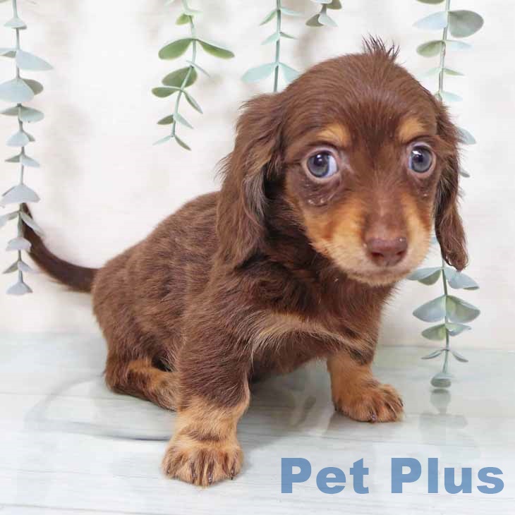 千葉県のカニンヘンダックスフンド(ロング) (ペッツワン 千葉ニュータウン店/2025年10月27日生まれ/男の子/チョコレートタン)の子犬の1枚目の画像