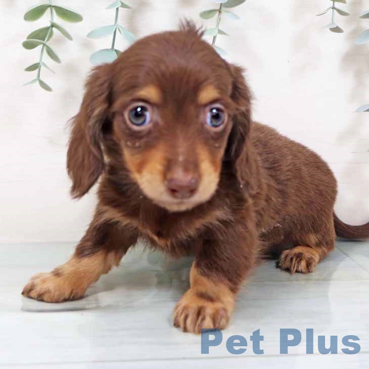 千葉県のカニンヘンダックスフンド(ロング) (ペッツワン 千葉ニュータウン店/2025年10月27日生まれ/男の子/チョコレートタン)の子犬の2枚目の画像