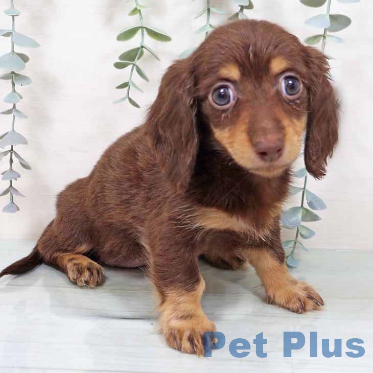 千葉県のカニンヘンダックスフンド(ロング) (ペットプラス 幕張新都心店/2025年10月27日生まれ/女の子/チョコレートタン)の子犬の1枚目の画像