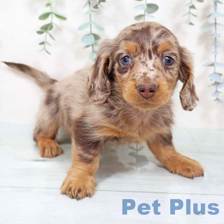 千葉県のカニンヘンダックスフンド(ロング) (ペットプラス 幕張新都心店/2025年11月12日生まれ/男の子/チョコレートダップル)の子犬の1枚目の画像