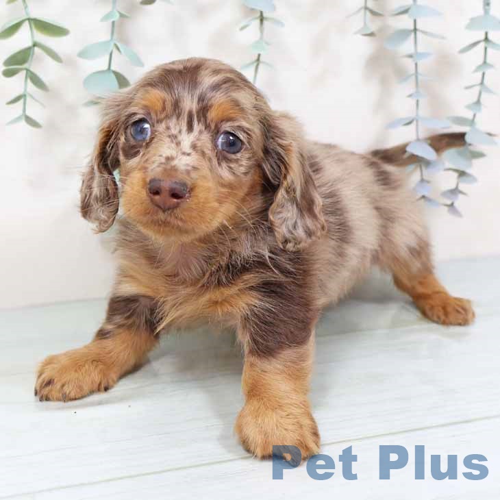 千葉県のカニンヘンダックスフンド(ロング) (ペットプラス 幕張新都心店/2025年11月12日生まれ/男の子/チョコレートダップル)の子犬の2枚目の画像