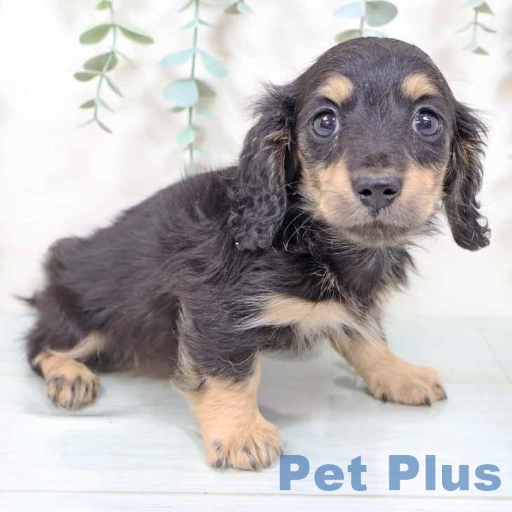 長野県のカニンヘンダックスフンド(ロング) (ペットプラス 松本店/2025年11月12日生まれ/女の子/ブラックタン)の子犬の1枚目の画像