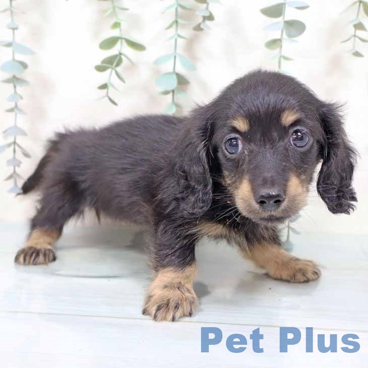 福島県のカニンヘンダックスフンド(ロング) (ペットプラス 福島店/2025年11月12日生まれ/女の子/ブラックタン)の子犬の1枚目の画像