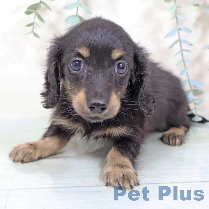 福島県のカニンヘンダックスフンド(ロング) (ペットプラス 福島店/2025年11月12日生まれ/女の子/ブラックタン)の子犬の2枚目の画像