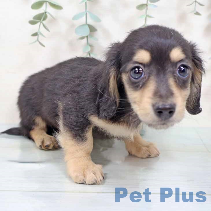 大阪府のミニチュアダックスフンド(ロング) (ペットプラス りんくう泉南店/2025年11月10日生まれ/男の子/ブラックタン)の子犬の1枚目の画像