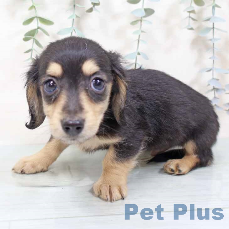 大阪府のミニチュアダックスフンド(ロング) (ペットプラス りんくう泉南店/2025年11月10日生まれ/男の子/ブラックタン)の子犬の2枚目の画像