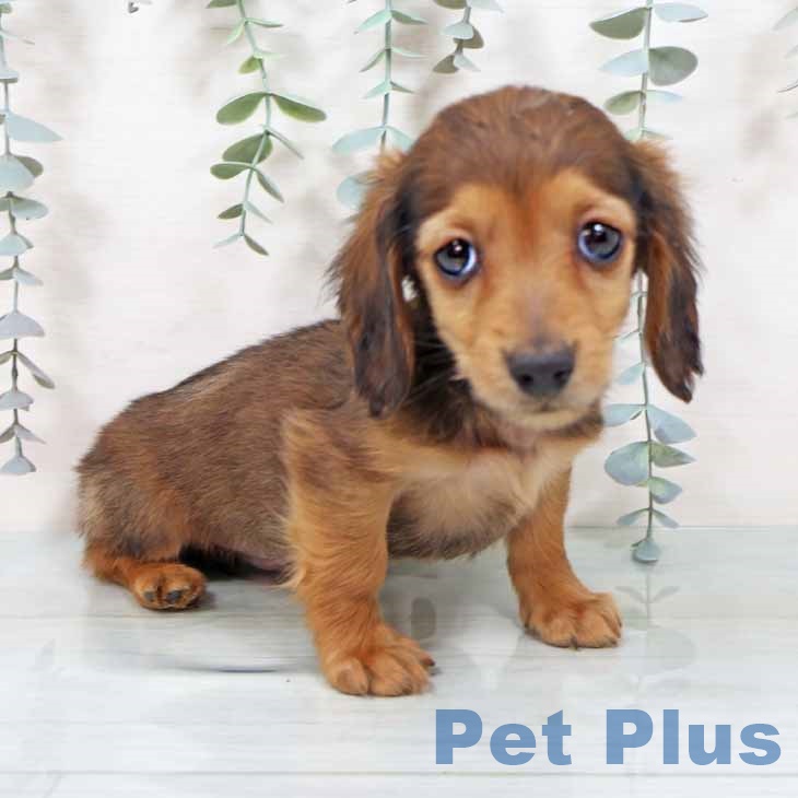 京都府のミニチュアダックスフンド(ロング) (ペットプラス イオンモールKYOTO店/2025年11月10日生まれ/男の子/レッド)の子犬の1枚目の画像