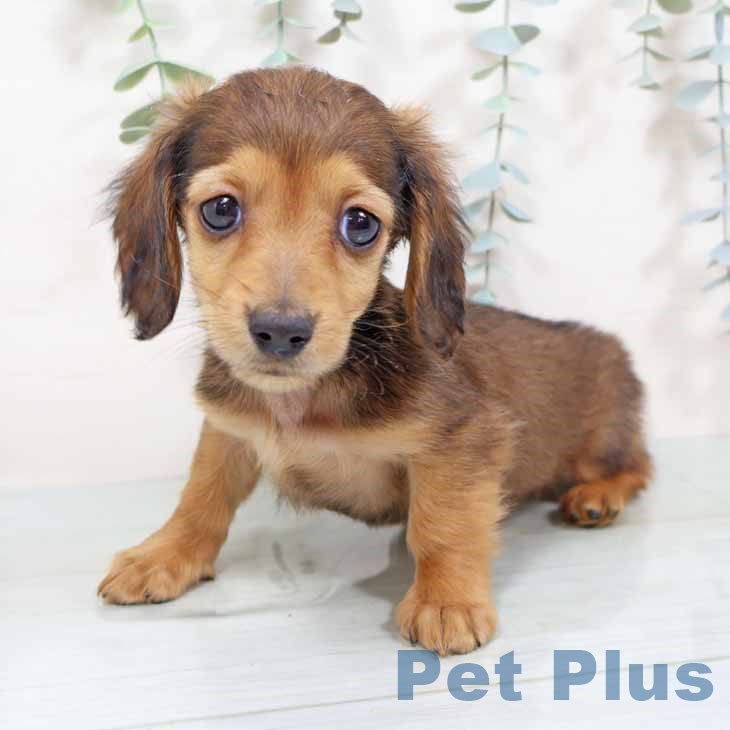 京都府のミニチュアダックスフンド(ロング) (ペットプラス イオンモールKYOTO店/2025年11月10日生まれ/男の子/レッド)の子犬の2枚目の画像