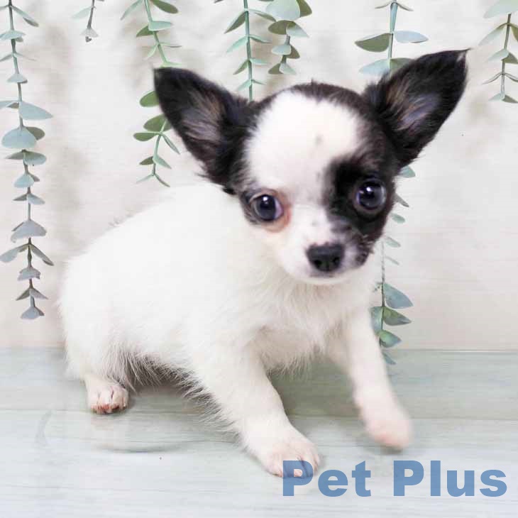 新潟県のチワワ(ロング) (ペットプラス 新潟南店/2025年11月5日生まれ/女の子/ホワイトブラックタン)の子犬の1枚目の画像