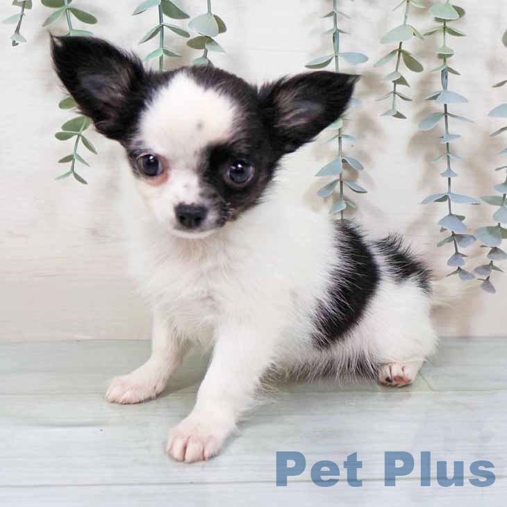 新潟県のチワワ(ロング) (ペットプラス 新潟南店/2025年11月5日生まれ/女の子/ホワイトブラックタン)の子犬の2枚目の画像