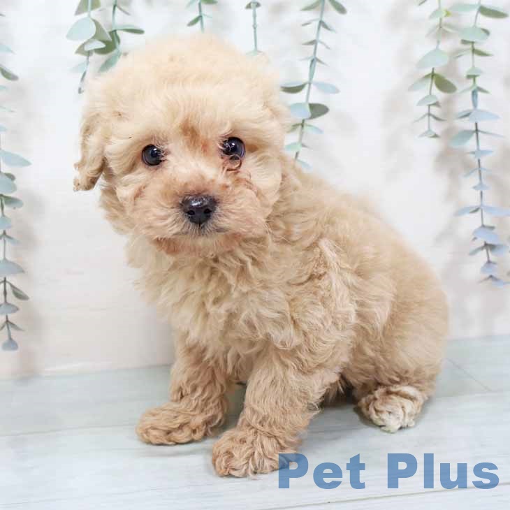 兵庫県のトイプードル(トイ) (ペットプラス 明石店/2025年11月11日生まれ/男の子/クリーム)の子犬の1枚目の画像