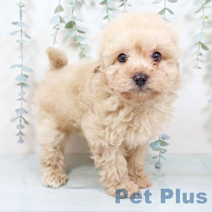 兵庫県のトイプードル(トイ) (ペットプラス 明石店/2025年11月11日生まれ/男の子/クリーム)の子犬の2枚目の画像