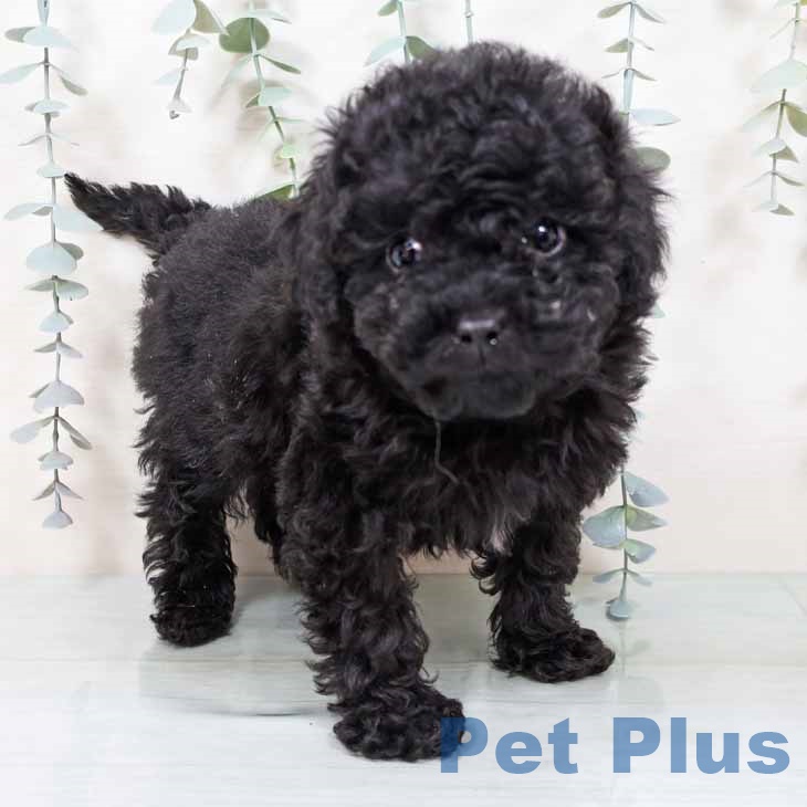 大阪府のトイプードル(トイ) (ペットプラス ららぽーと和泉店/2025年11月11日生まれ/男の子/ブラック)の子犬の1枚目の画像