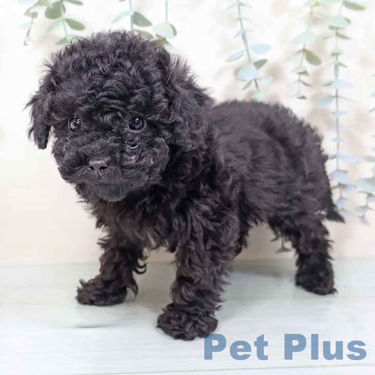大阪府のトイプードル(トイ) (ペットプラス ららぽーと和泉店/2025年11月11日生まれ/男の子/ブラック)の子犬の2枚目の画像