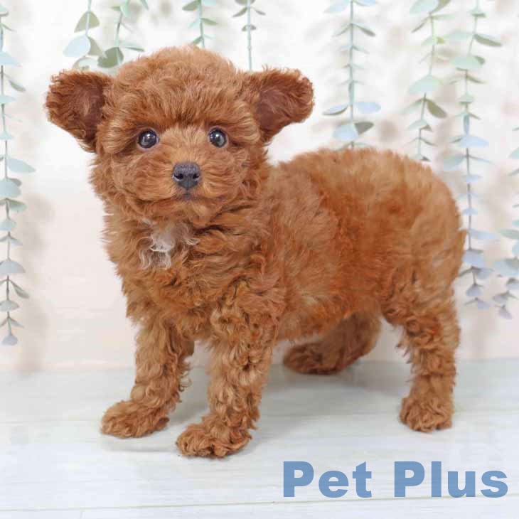 大阪府のトイプードル(トイ) (ペットプラス 鶴見店/2025年11月10日生まれ/女の子/レッドフォーン)の子犬の1枚目の画像