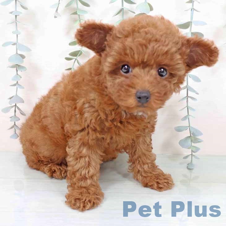 大阪府のトイプードル(トイ) (ペットプラス 鶴見店/2025年11月10日生まれ/女の子/レッドフォーン)の子犬の2枚目の画像