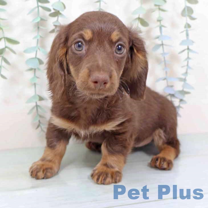 新潟県のミニチュアダックスフンド(ロング) (ペットプラス 新潟南店/2025年11月12日生まれ/女の子/ブラウンタン)の子犬の1枚目の画像