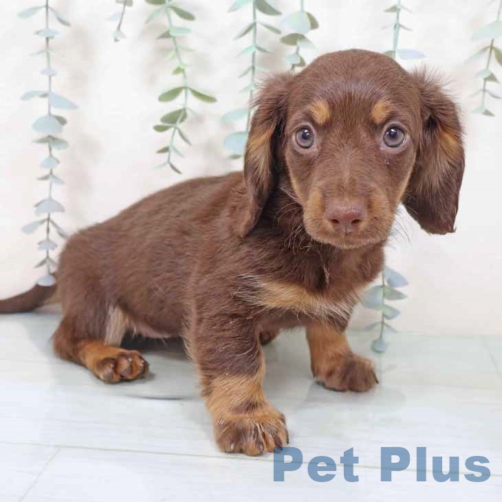 新潟県のミニチュアダックスフンド(ロング) (ペットプラス 新潟南店/2025年11月12日生まれ/女の子/ブラウンタン)の子犬の2枚目の画像