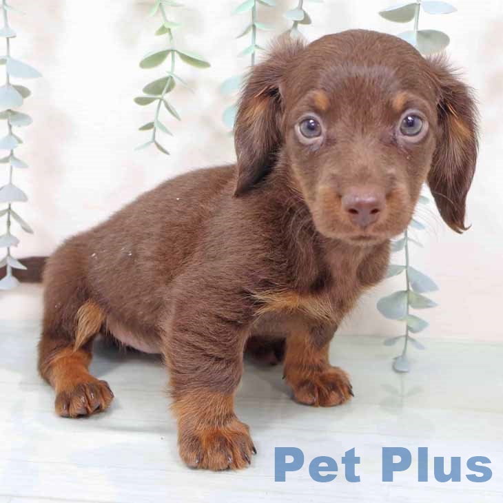 神奈川県のミニチュアダックスフンド(ロング) (ペットプラス 湘南平塚店/2025年11月12日生まれ/女の子/ブラウンタン)の子犬