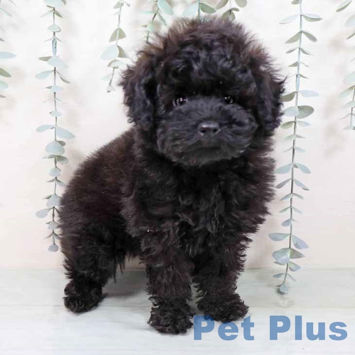 京都府のトイプードル(トイ) (ペットプラス 京都桂川店/2025年10月30日生まれ/女の子/ブラック)の子犬の1枚目の画像
