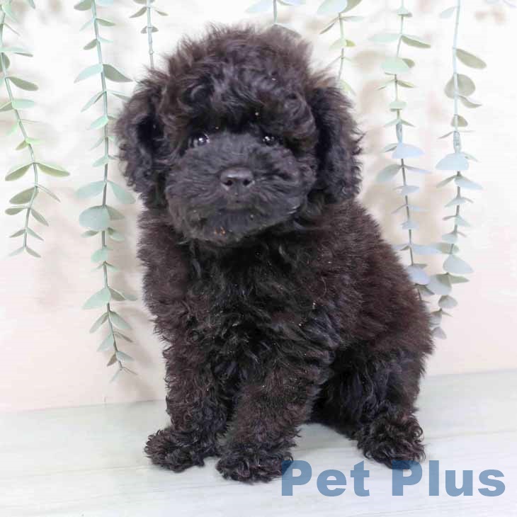 京都府のトイプードル(トイ) (ペットプラス 京都桂川店/2025年10月30日生まれ/女の子/ブラック)の子犬の2枚目の画像